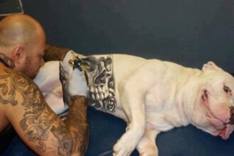 governo-sanciona-lei-que-proibe-tatuagense-piercingsem-caese-gatos