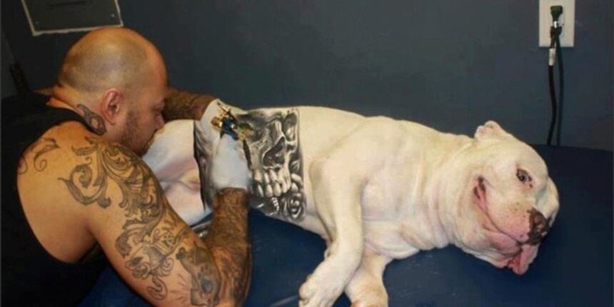governo-sanciona-lei-que-proibe-tatuagense-piercingsem-caese-gatos