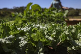 parceria-destina-r$-299-milhoes-para-agricultura-familiar-na-bahia