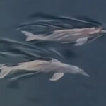encanto-nas-aguas-do-tocantins:-casal-de-botos-e-flagrado-nadando-proximo-a-ponte;-video