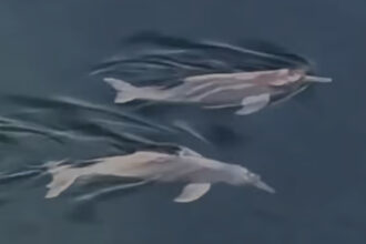 encanto-nas-aguas-do-tocantins:-casal-de-botos-e-flagrado-nadando-proximo-a-ponte;-video