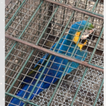 arara-caninde-e-resgatada-pela-guarda-metropolitana-apos-ser-encontrada-ferida-em-palmas