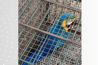 arara-caninde-e-resgatada-pela-guarda-metropolitana-apos-ser-encontrada-ferida-em-palmas