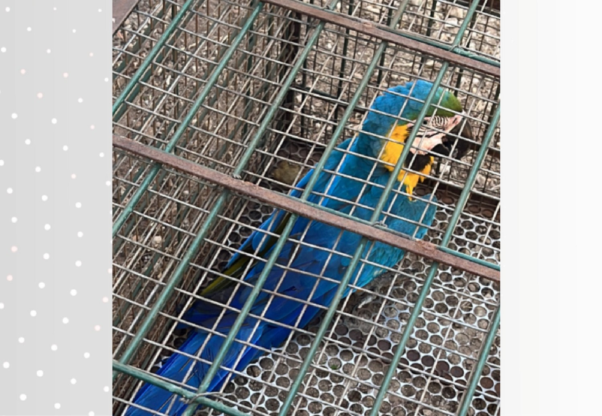 arara-caninde-e-resgatada-pela-guarda-metropolitana-apos-ser-encontrada-ferida-em-palmas