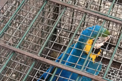 arara-caninde-ferida-por-pedrada-e-resgatada-em-patio-de-predio-publico