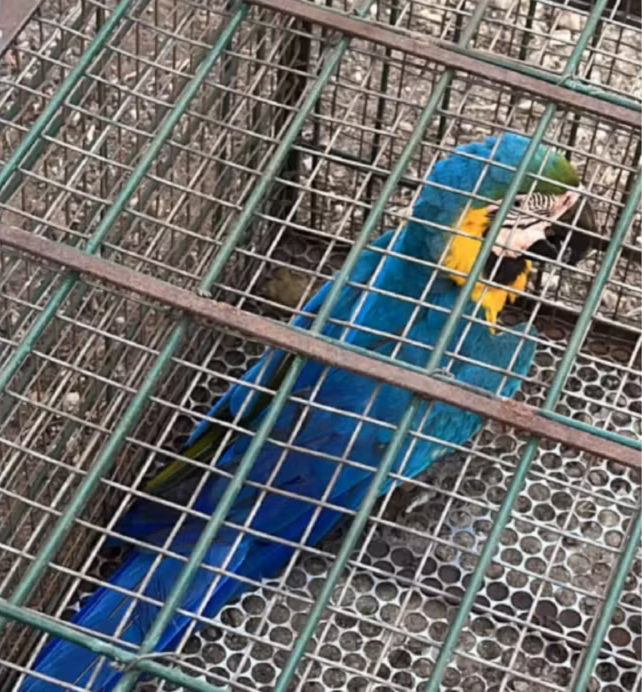 arara-caninde-ferida-por-pedrada-e-resgatada-em-patio-de-predio-publico