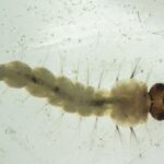 brasil-inaugura-maior-biofabrica-do-mundo-de-mosquitos-do-bem