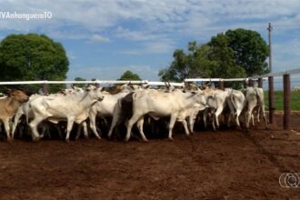 videos:-jornal-do-campo-to-de-domingo,-27-de-julho-de-2025