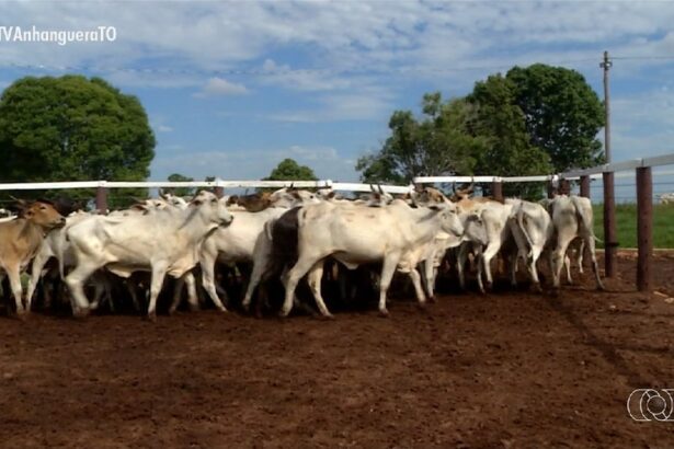 videos:-jornal-do-campo-to-de-domingo,-27-de-julho-de-2025