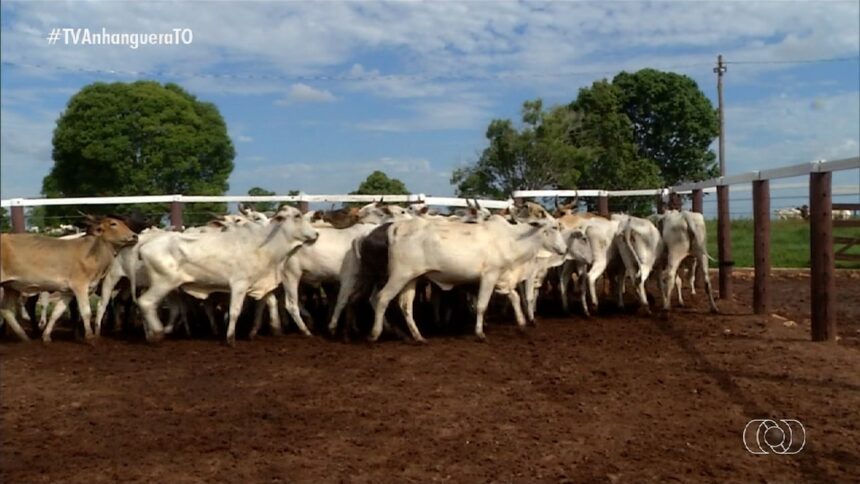 videos:-jornal-do-campo-to-de-domingo,-27-de-julho-de-2025