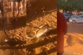 policia-vai-investigar-video-de-homem-espetando-arraia-em-praia-de-palmas-e-levando-para-lixeira
