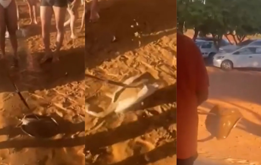 policia-vai-investigar-video-de-homem-espetando-arraia-em-praia-de-palmas-e-levando-para-lixeira
